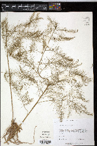 Asparagus officinalis image