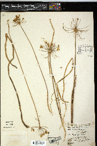 Bloomeria crocea image