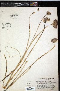 Dichelostemma capitatum image