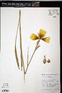 Calochortus gunnisonii image