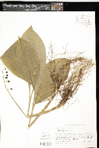Convallaria montana image
