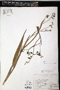 Dianella ensifolia image