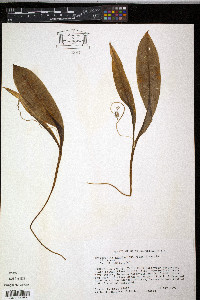 Erythronium umbilicatum image