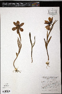 Fritillaria pyrenaica image