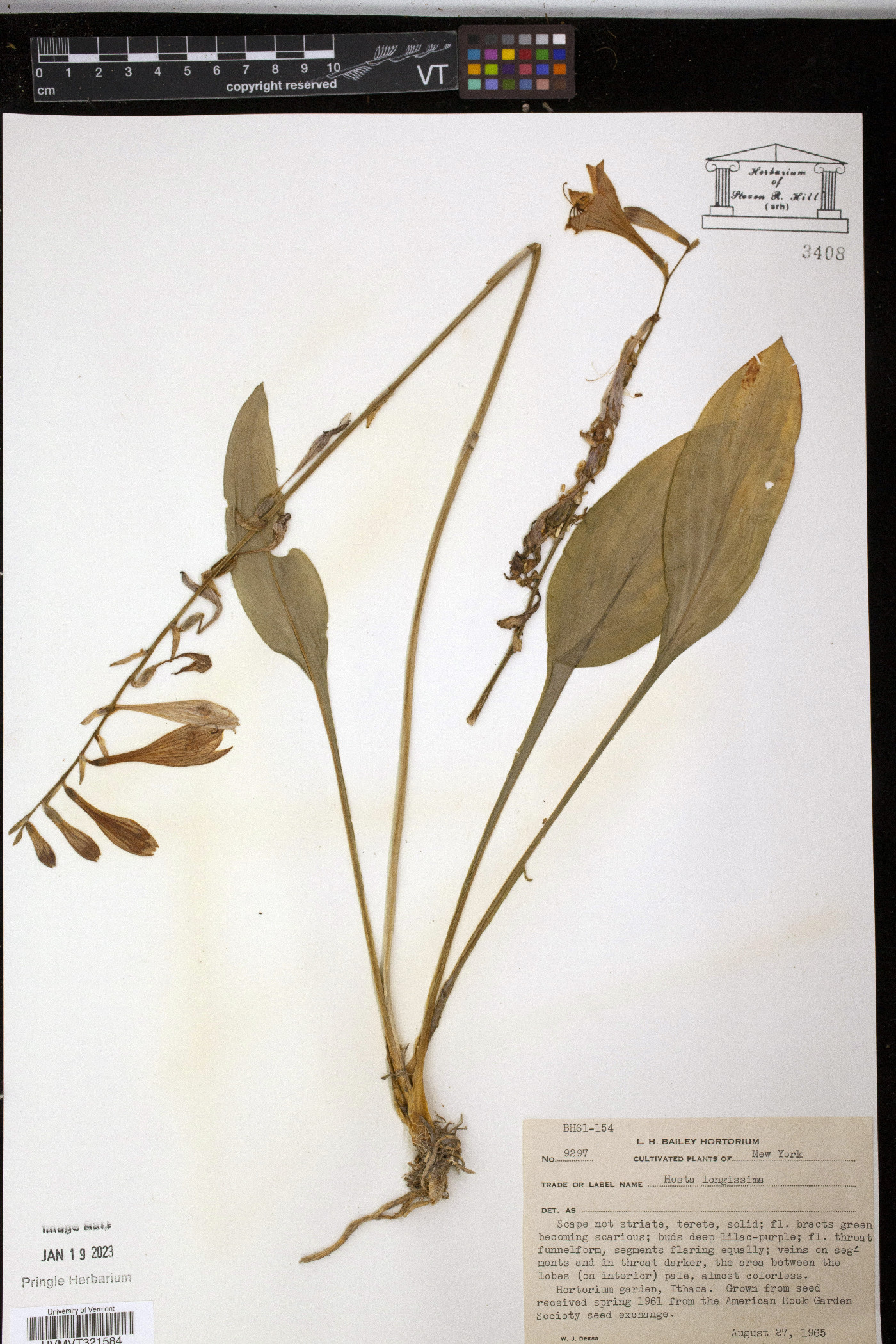 Hosta longissima image