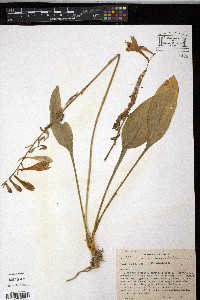 Media resource of Hosta longissima