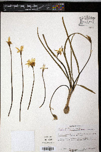 Ipheion uniflorum image