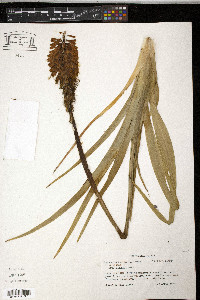 Kniphofia uvaria image