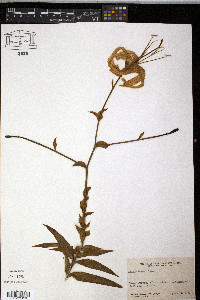 Lilium henryi image