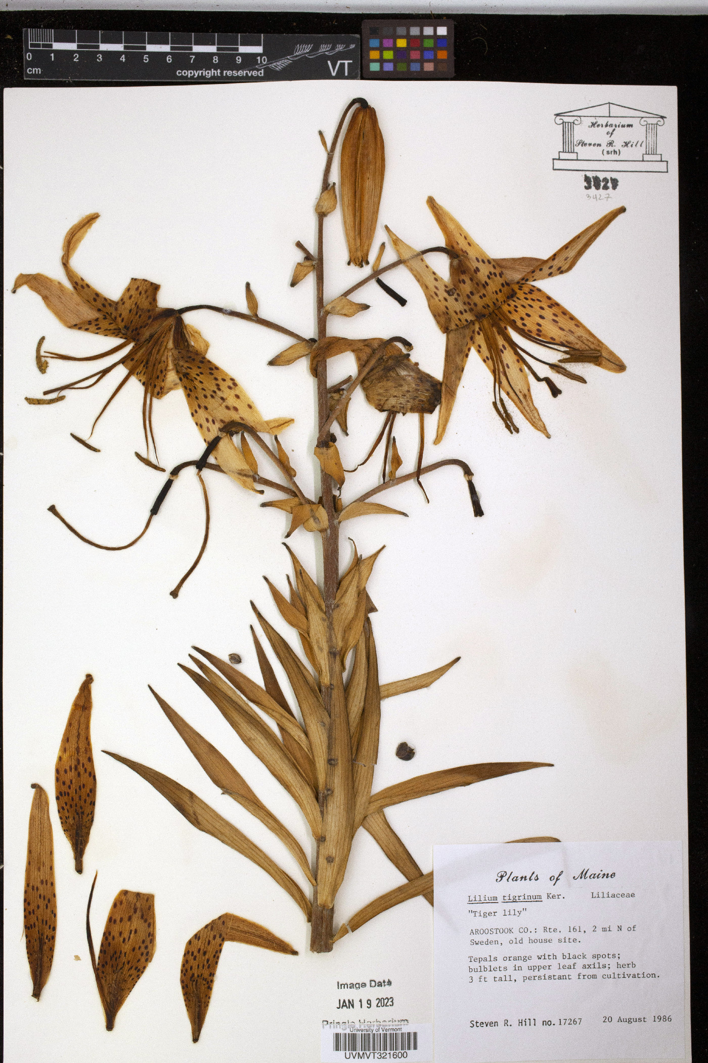 Lilium tigrinum image