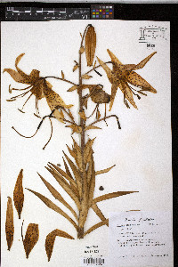 Lilium tigrinum image