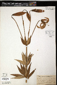 Lilium michiganense image