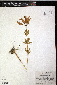 Lilium philadelphicum image