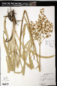 Veratrum virginicum image