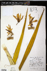 Yucca baccata image