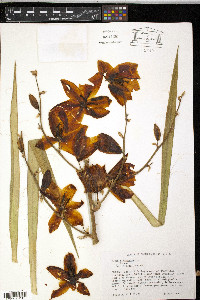 Yucca filamentosa image