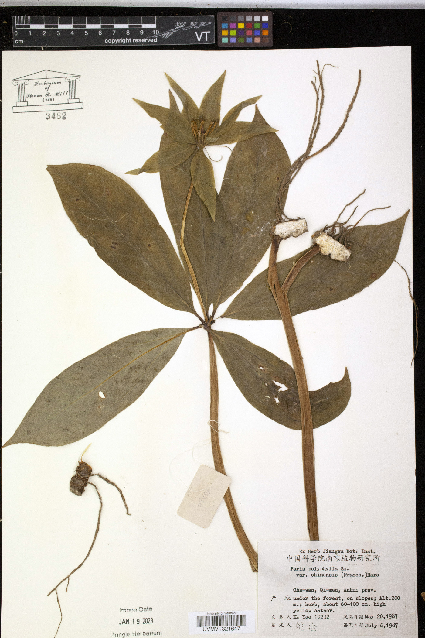 Paris chinensis image