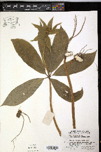 Media resource of Paris chinensis