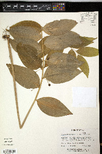 Polygonatum pubescens image