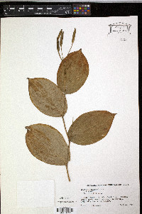 Tricyrtis macropoda image