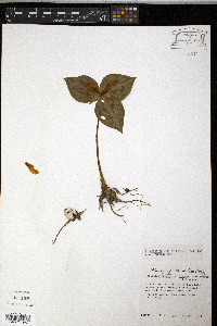 Trillium discolor image