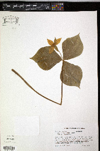 Trillium erectum var. album image