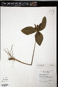 Trillium gracile image