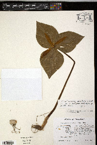 Trillium luteum image
