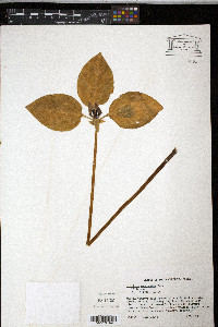 Trillium recurvatum image