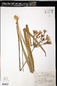Triteleia laxa image