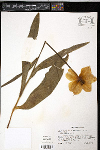 Tulipa gesneriana image