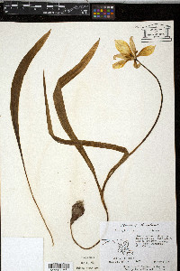 Tulipa sylvestris image