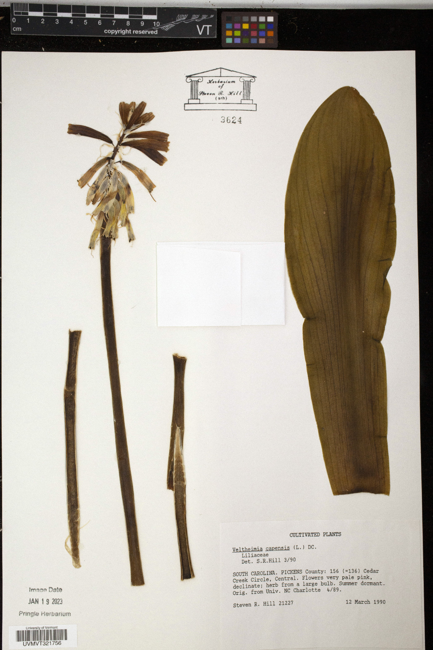 Veltheimia capensis image