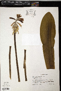 Veltheimia capensis image