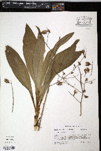 Veratrum woodii image