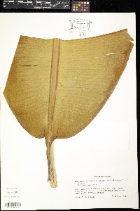 Musa acuminata image