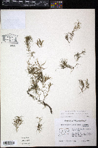 Najas flexilis image