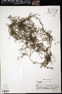 Najas guadalupensis image