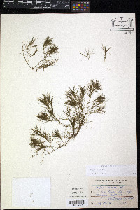 Najas minor image