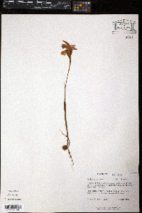 Arethusa bulbosa image