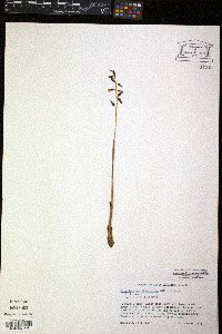 Corallorhiza odontorhiza image