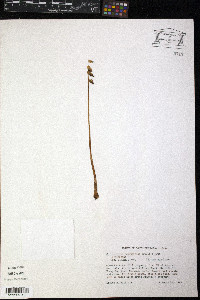 Corallorhiza odontorhiza image