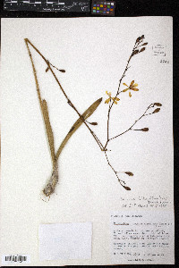 Encyclia fehlingii image