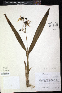 Epidendrum cochleatum image