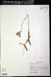 Epidendrum radicans image