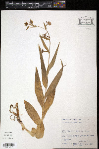 Epipactis gigantea image