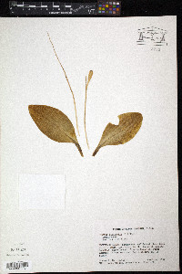 Liparis liliifolia image