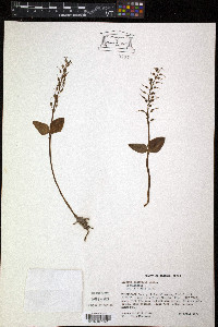 Listera australis image
