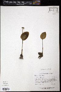 Malaxis unifolia image