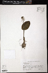 Malaxis unifolia image